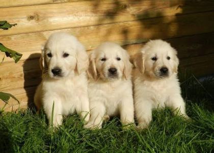 EV VE BAHÇENİZ İÇİN GOLDEN KAPIDA ÖDEME MEVCUTTUR