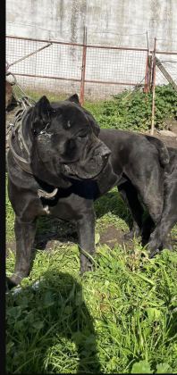 CANE CORSO DEV YAVRULAR