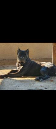 CANE CORSO DEV YAVRULAR