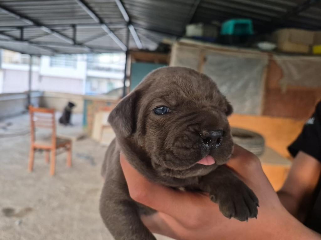 CANE CORSO DEV YAVRULAR