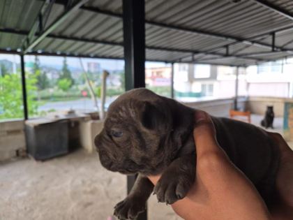 CANE CORSO DEV YAVRULAR