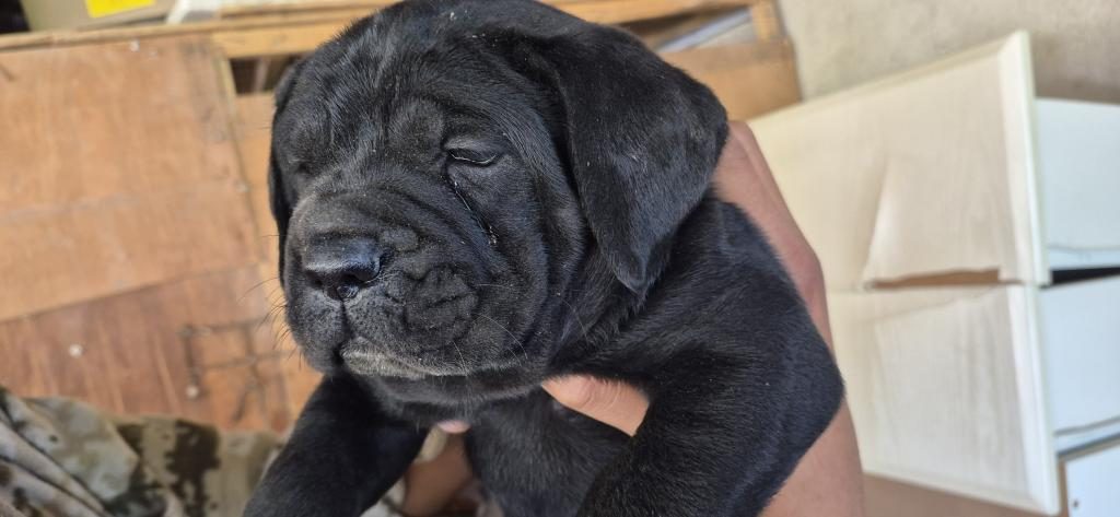 CANE CORSO 35 GÜNLÜK YAVRULAR