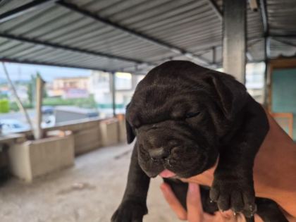CANE CORSO DEV YAVRULAR