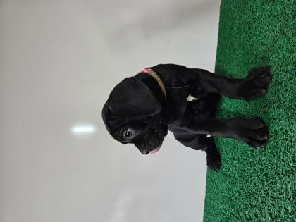 FCI-KIF ŞECERELİ ŞAMPİYON CANE CORSOLAR GÖNDERİME HAZIR