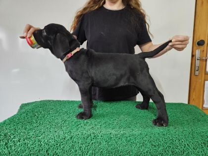 FCI-KIF ŞECERELİ ŞAMPİYON CANE CORSOLAR GÖNDERİME HAZIR
