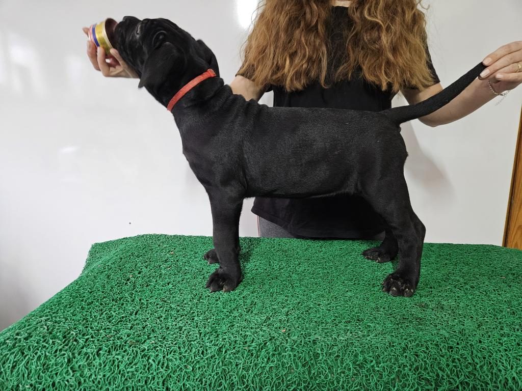 FCI-KIF ŞECERELİ ŞAMPİYON CANE CORSOLAR GÖNDERİME HAZIR