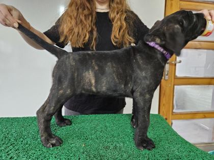FCI-KIF ŞECERELİ ŞAMPİYON CANE CORSOLAR GÖNDERİME HAZIR