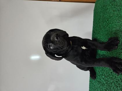 FCI-KIF ŞECERELİ ŞAMPİYON CANE CORSOLAR GÖNDERİME HAZIR