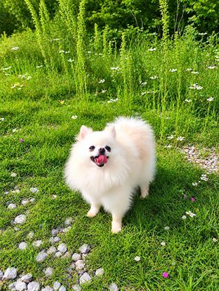 MİKRO TEACUP PAMUK PRENSES POMERANİAN BOO