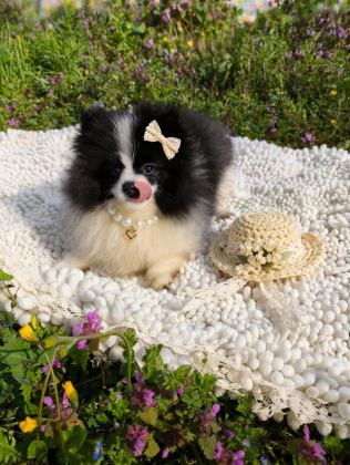 DİŞİ PANDA POMERANİAN BOO