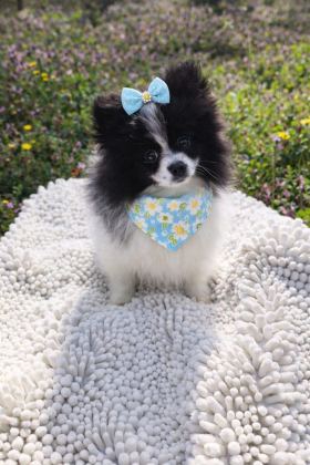 DİŞİ PANDA POMERANİAN BOO