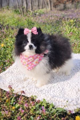 DİŞİ PANDA POMERANİAN BOO