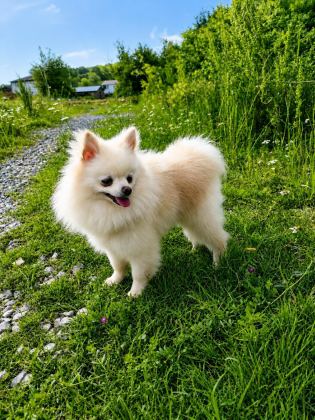 MİKRO TEACUP PAMUK PRENSES POMERANİAN BOO