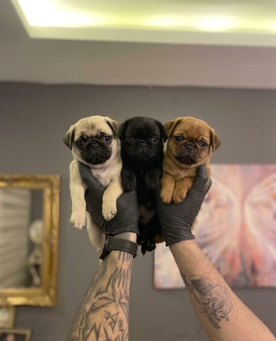 SAFKAN PUG YAVRULARI
