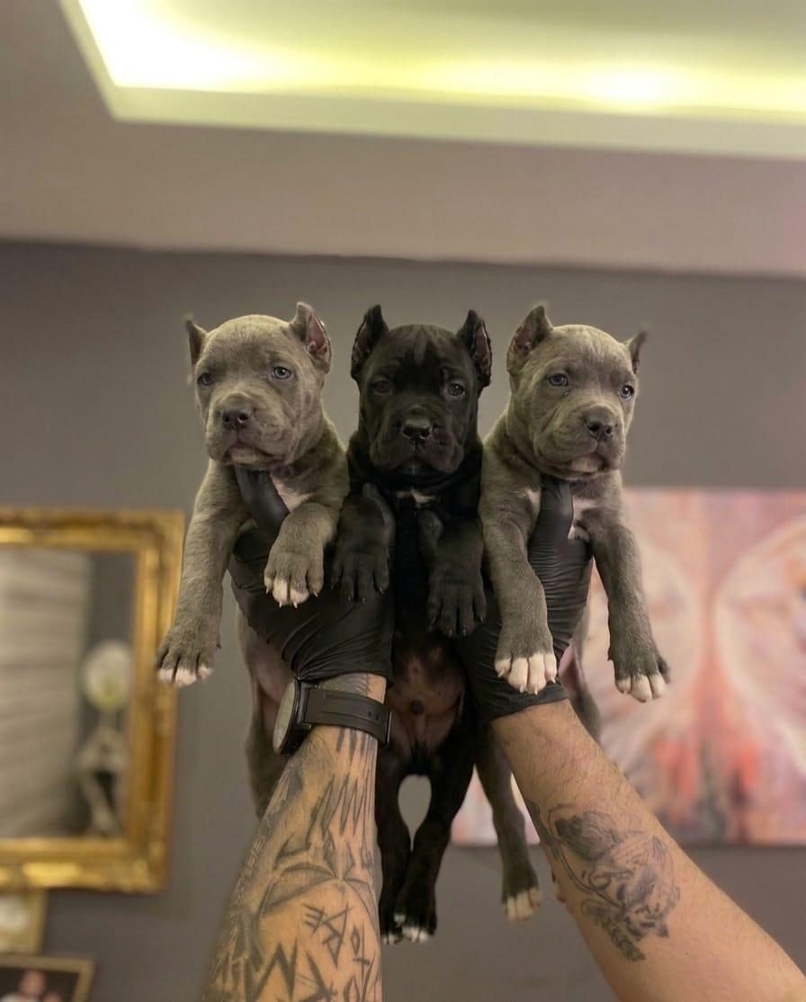 SAFKAN CANE CORSO YAVRULARI