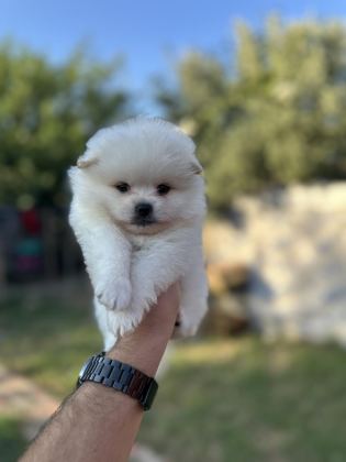 POMERANİAN YAVRULARIMIZ