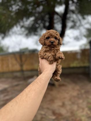 RED POODLE YAVRULARIMIZ