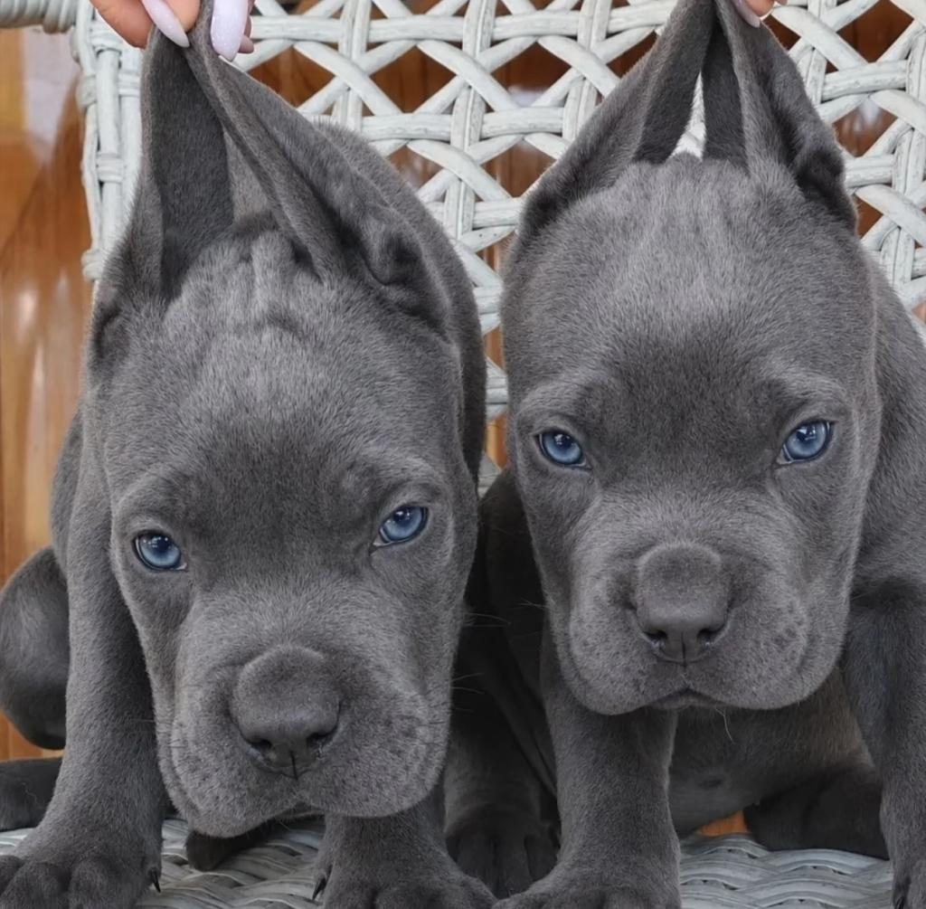 A SCR CANE CORSO YAVRULARIMIZ