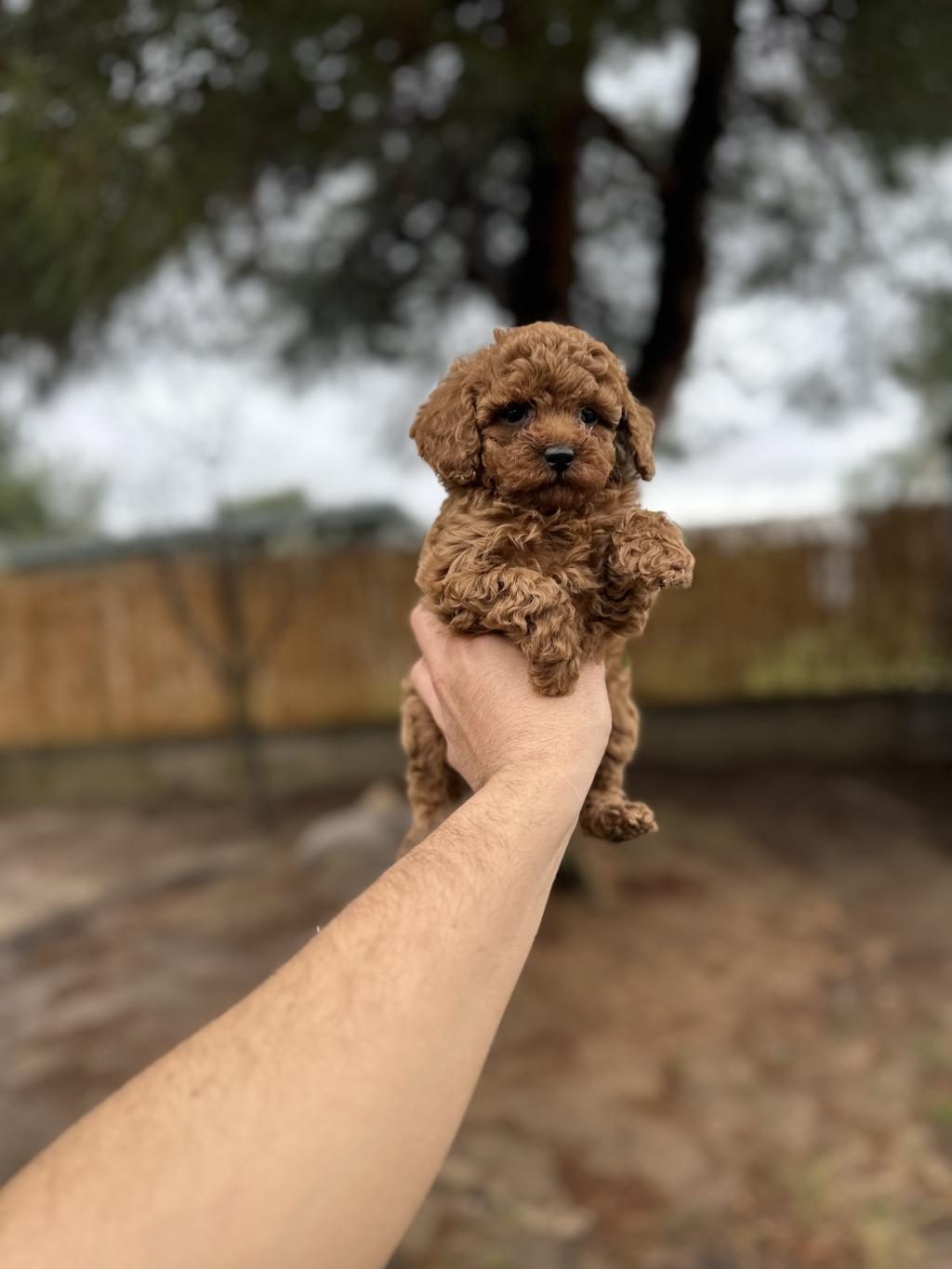 RED POODLE YAVRULARIMIZ