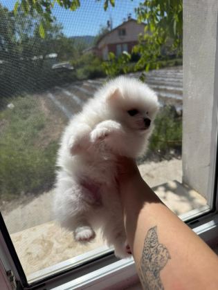POMERANİAN YAVRULARIMIZ