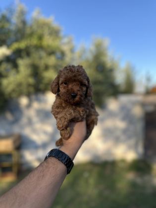 SAĞLIK VE IRK GARANTİLİ TOY POODLE YAVRULARIMIZ