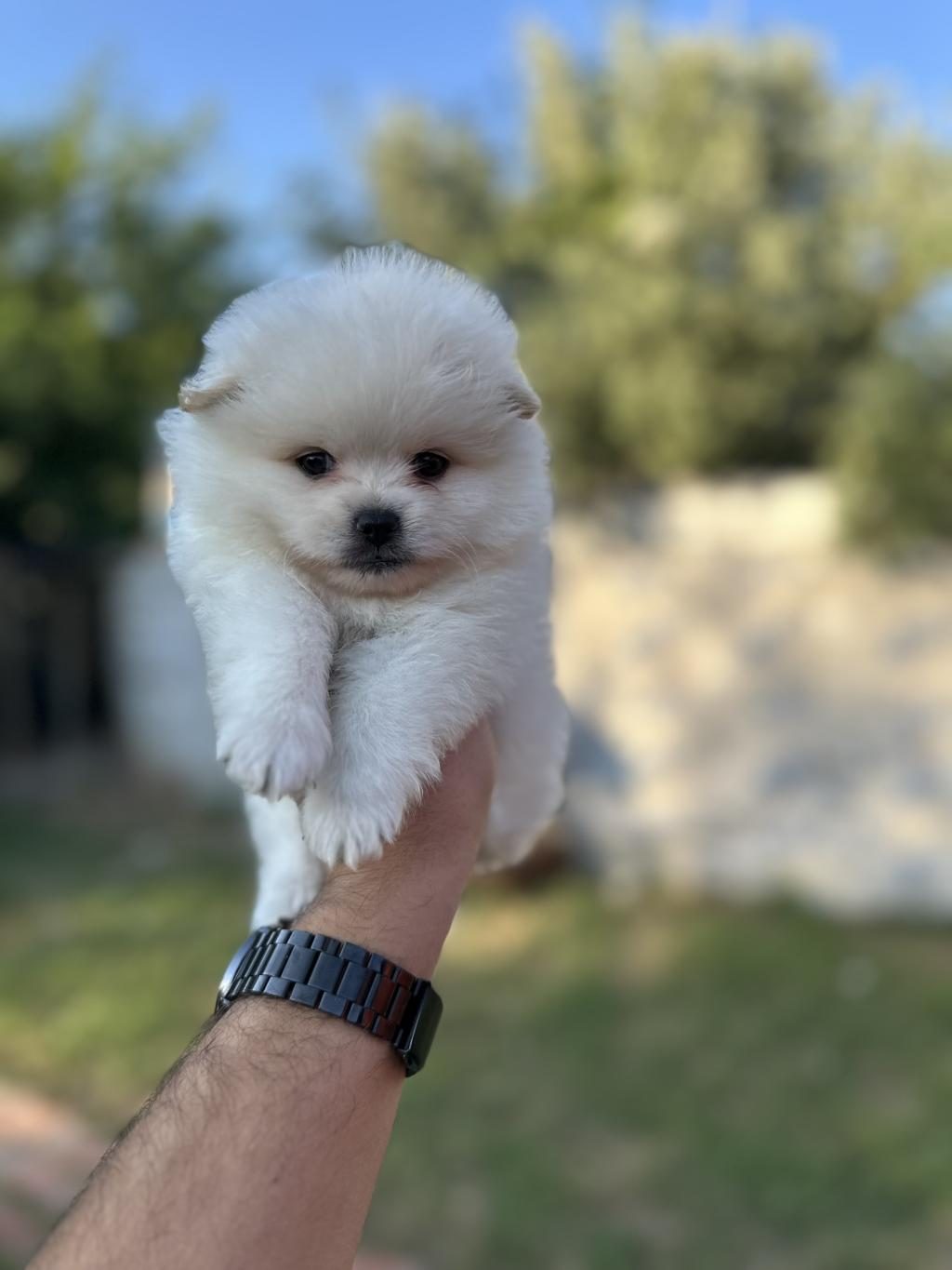 POMERANİAN YAVRULARIMIZ