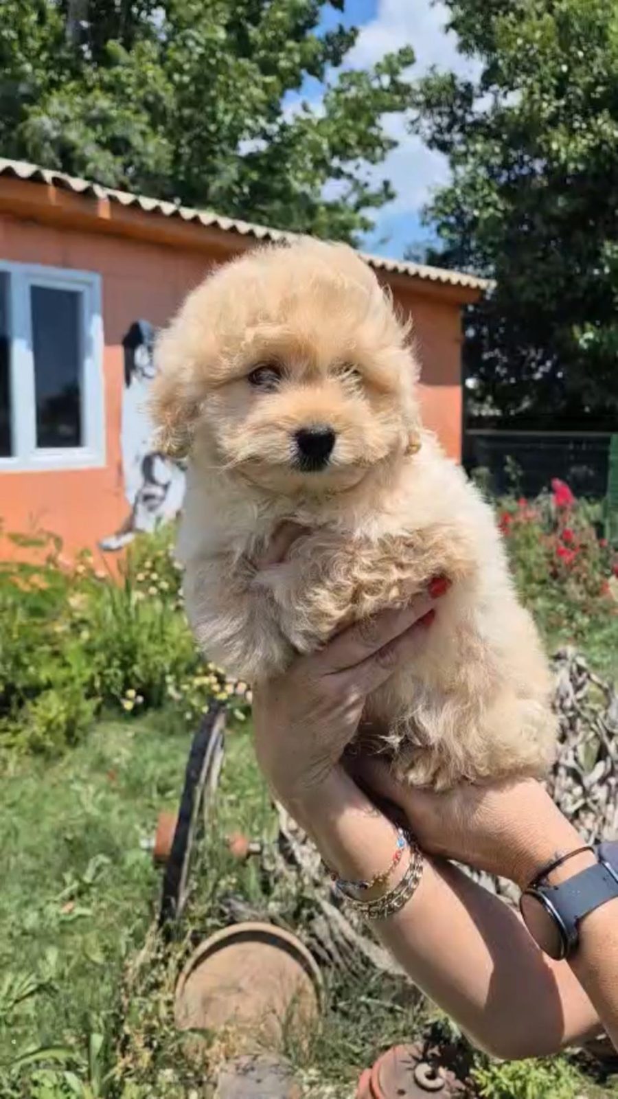 SAĞLIK VE IRK GARANTİLİ MALTİPOO YAVRULARIMIZ