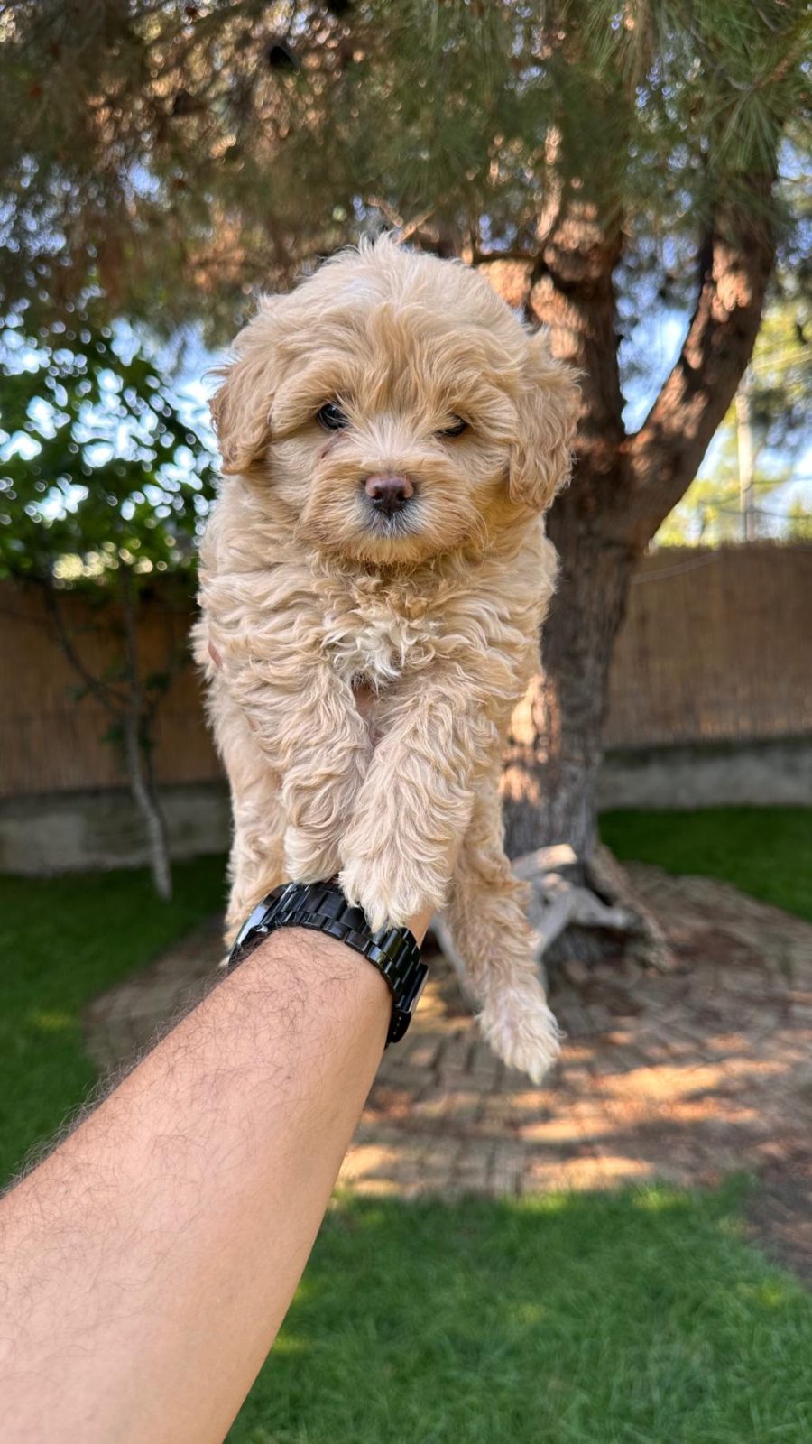 SEVİMLİ MALTİPOO YAVRULARIMIZ