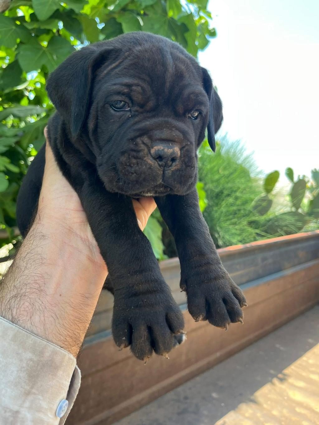 DEV CANE CORSO YAVRULARIMIZ