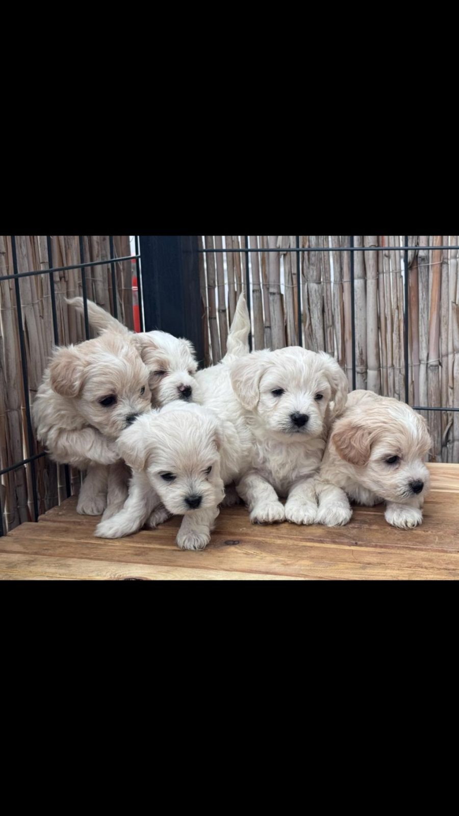 IRK VE SAĞLIK GARANTİLİ MALTİPOO BEBEKLER