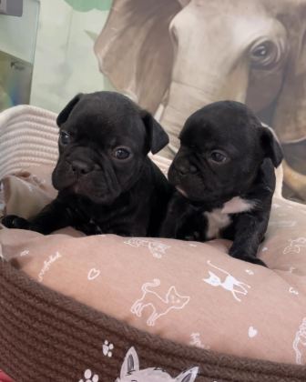 IRK VE SAĞLIK GARANTİLİ FRENCH BULLDOG BEBEKLER