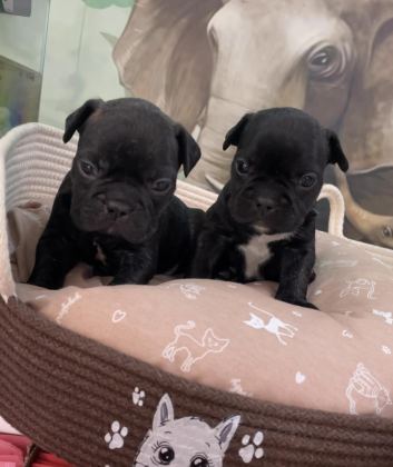 IRK VE SAĞLIK GARANTİLİ FRENCH BULLDOG BEBEKLER