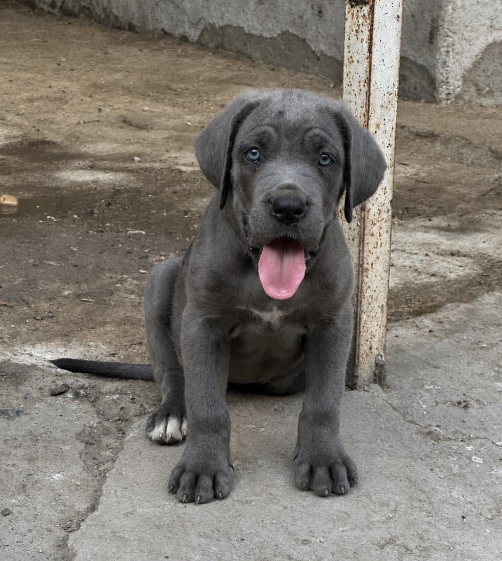 DİŞİ BLUE CANE CORSO