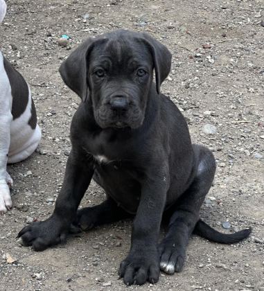 DİŞİ BLUE CANE CORSO