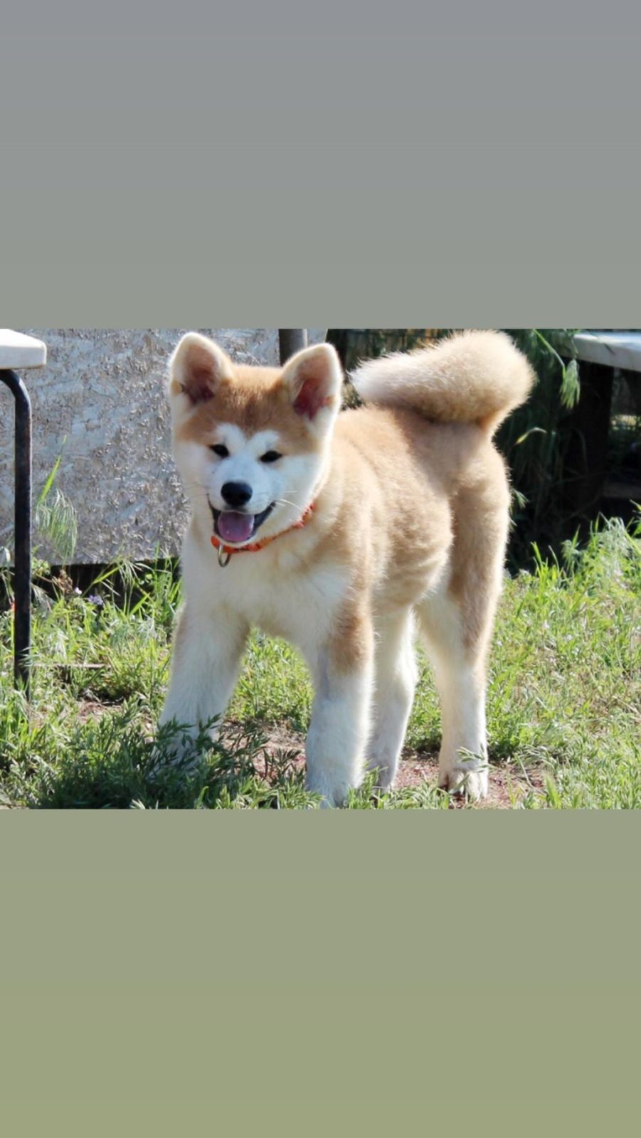 AKİTA İNU KÖPEĞİMİZ