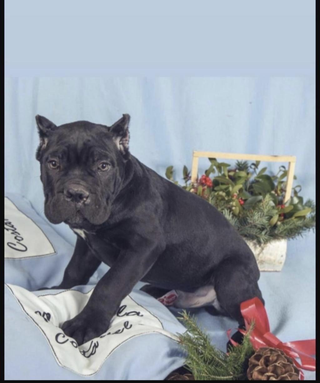 CANE CORSO KÖPEĞİ