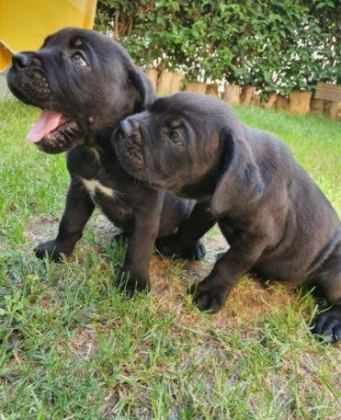 RUHSATLI RESMİ İŞLETMEDEN TAKSİT AVANTAJIYLA CANE CORSO