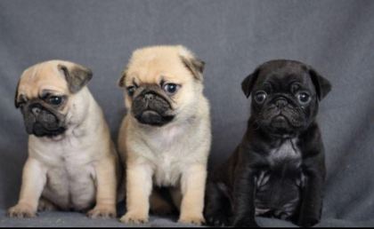 RUHSATLI RESMİ İŞLETMEDEN TAKSİT AVANTAJIYLA PUG