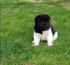 RUHSATLI RESMİ İŞLETMEDEN TAKSİT AVANTAJIYLA AMERİKAN AKİTA