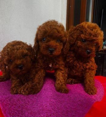 RUHSATLI RESMİ İŞLETMEDEN TAKSİT AVANTAJIYLA TOY POODLE