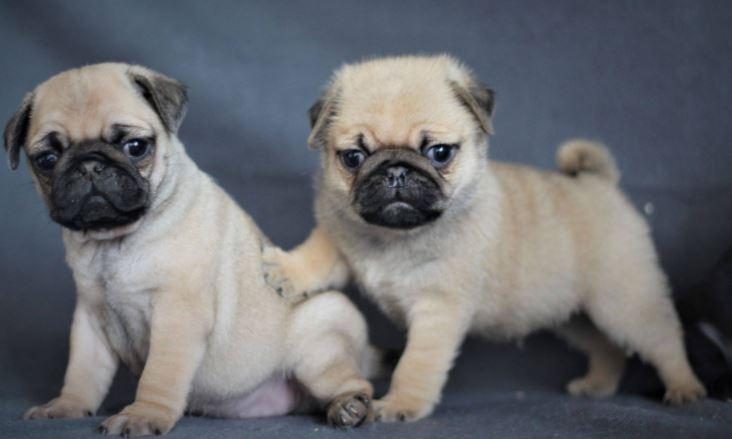 RUHSATLI RESMİ İŞLETMEDEN TAKSİT AVANTAJIYLA PUG