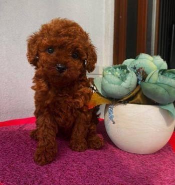 RUHSATLI RESMİ İŞLETMEDEN TAKSİT AVANTAJIYLA TOY POODLE
