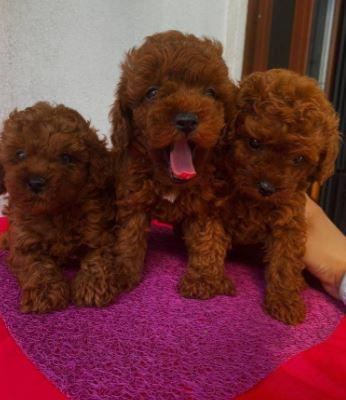 RUHSATLI RESMİ İŞLETMEDEN TAKSİT AVANTAJIYLA TOY POODLE