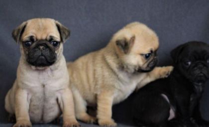 RUHSATLI RESMİ İŞLETMEDEN TAKSİT AVANTAJIYLA PUG