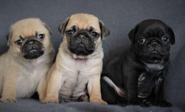 IRK VE SAĞLIK GARANTİLİ PUG YAVRULARI