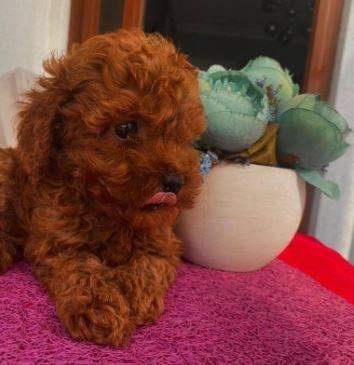 RUHSATLI RESMİ İŞLETMEDEN TAKSİT AVANTAJIYLA TOY POODLE