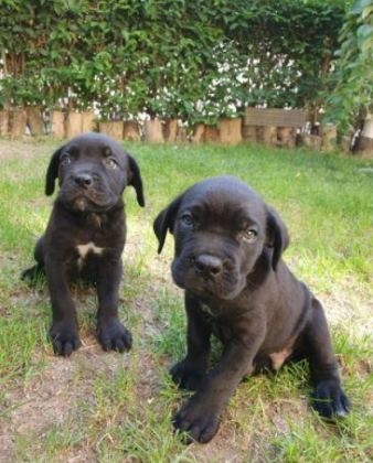 RUHSATLI RESMİ İŞLETMEDEN TAKSİT AVANTAJIYLA CANE CORSO
