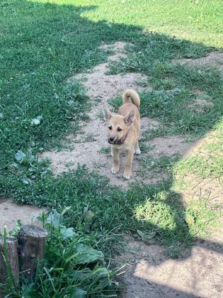 AKİTA İNU YAVRU KÖPEKLER