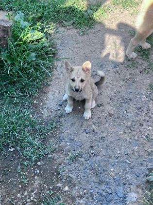 AKİTA İNU YAVRU KÖPEKLER