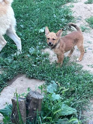 AKİTA İNU YAVRU KÖPEKLER